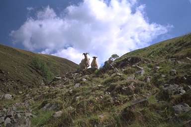 [Image 000980 cd02 img0006]