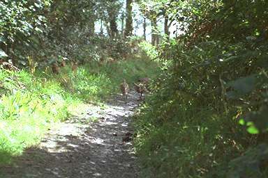 [Image 000803 cd05 img0007]