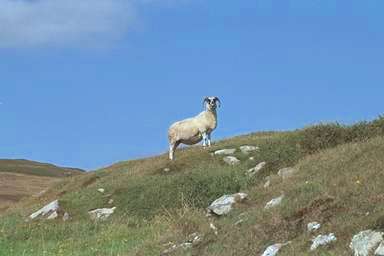 [Image 000817 cd05 img0021]