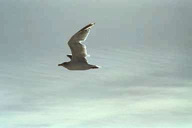 [Image 000862 cd05 img0066]