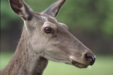 [Image 001217 cd10 img0008]