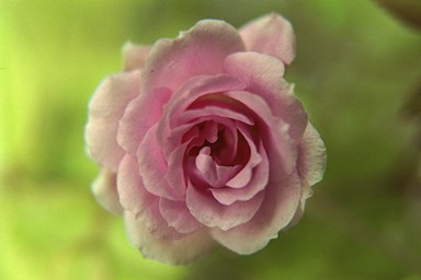 [Image 001223 cd10 img0014]