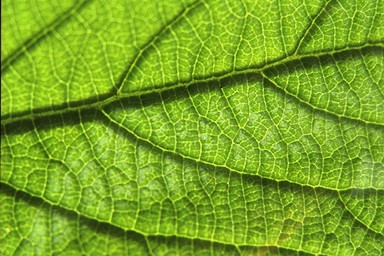 [Image 001227 cd10 img0018]