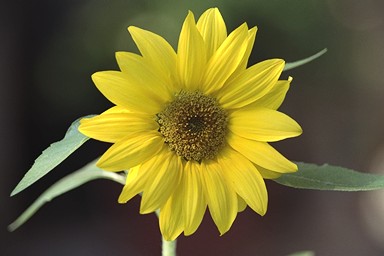 [Image 001248 cd10 img0039]