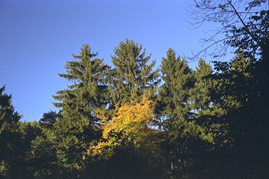 [Image 001273 cd10 img0064]