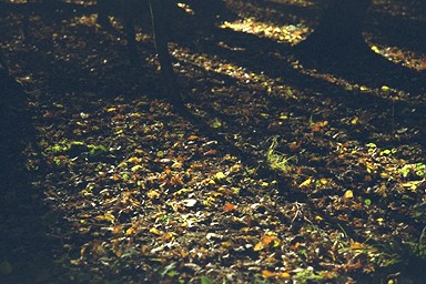 [Image 001274 cd10 img0065]