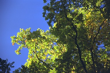 [Image 001276 cd10 img0067]