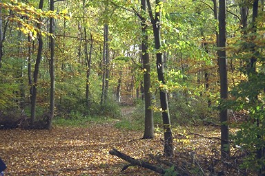[Image 001279 cd10 img0070]
