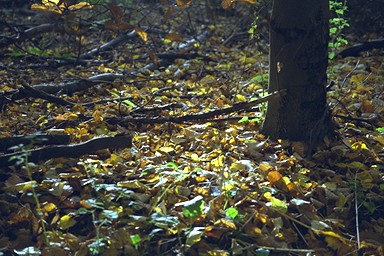 [Image 001281 cd10 img0072]