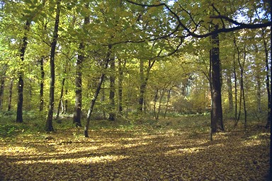 [Image 001284 cd10 img0075]