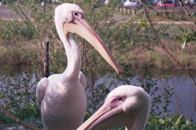 [Image 2001-03-09-03a]